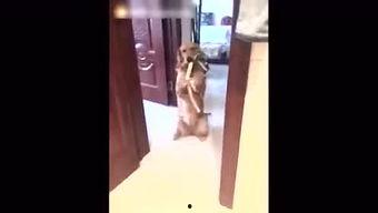 珍碰在线视频,探索虚拟世界的精彩瞬间