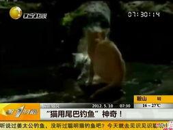 情趣尾巴在线视频,一场视觉与情感的盛宴