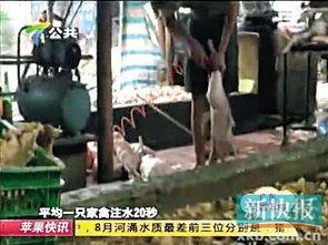 鸡鸭窝在线视频,揭秘养殖技巧与生态养殖新模式